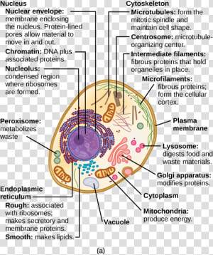 This Illustration Shows A Typical Eukaryotic Cell    Animal Cells And Structure  HD Png Download