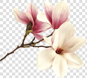  flower  magnolia  magnolie  magnolias  tree  pink   Magnolia Pink Flower Png  Transparent Png