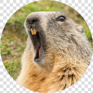 Gopher   Groundhogs And Woodchucks  HD Png Download