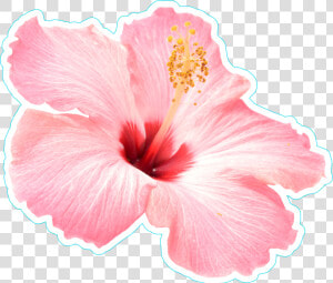 Transparent Plumeria Clipart   Pink Hibiscus Flower Png  Png Download