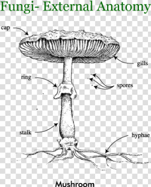 Fungi  Lichens   Anatomy Of Fungi  HD Png Download