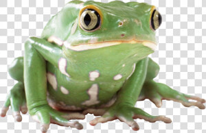 Now You Can Download Frog High Quality Png   Frog Png  Transparent Png