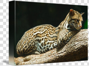 Clip Art By Rob German   Ocelot  HD Png Download