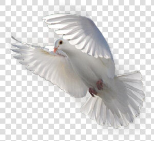 Columbidae Doves As Symbols Release Dove Bird   Flying Dove Png  Transparent Png