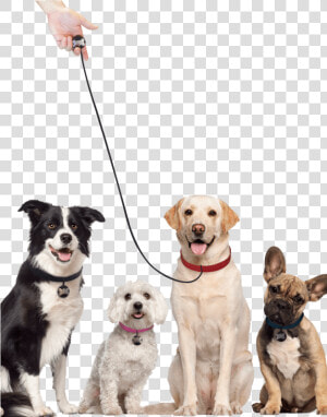 Transparent Dog Leash Png   Labrador Retriever Transparent Background  Png Download