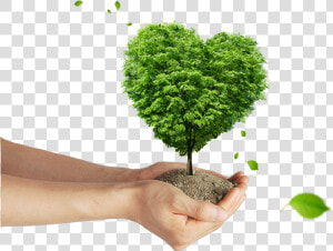 Soil Png   Poster Tree Planting  Transparent Png