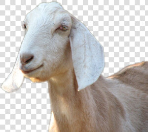 Goat Png Image   Goats Png  Transparent Png