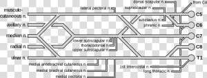 File   Brachial Plexus   Svg   Brachial Plexus With   Brachial Plexus  HD Png Download