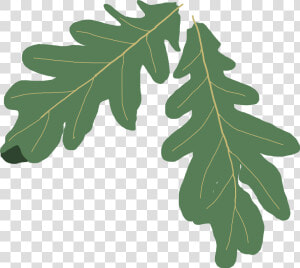 Free  Subject To Terms Of Use  High Resolution Images   Oak Leaf Clipart Png  Transparent Png