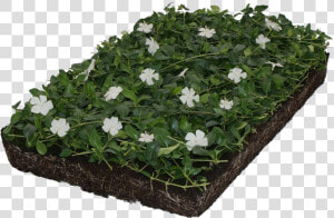 Covergreen Vinca Minor Alba   Vinca Minor Alba Wit  HD Png Download