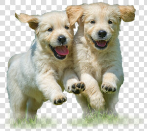 Reduce  Reuse  Recycle   Golden Retriever Puppies  HD Png Download