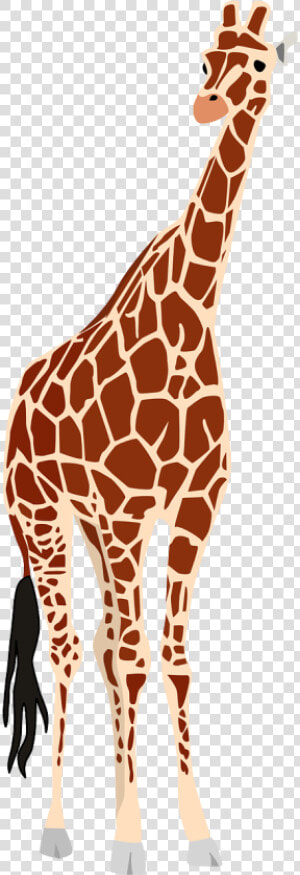 Giraffe Africa Safari Free Picture   Animais Da Africa Png  Transparent Png