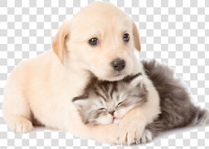 Puppy And Kitten Laying Together   Cachorro Perro Y Gato  HD Png Download