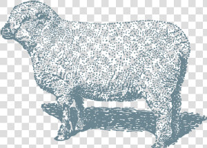 Lamb 8x10   Sheep  HD Png Download