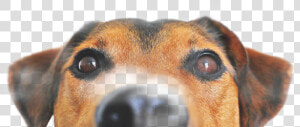  freetoedit   Dog Peeking Png  Transparent Png