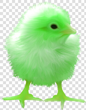 Surreal Memes Wiki   Raven Chick  HD Png Download