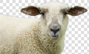 Sheep Png Image   جنین دو رگه انسان و حیوان  Transparent Png