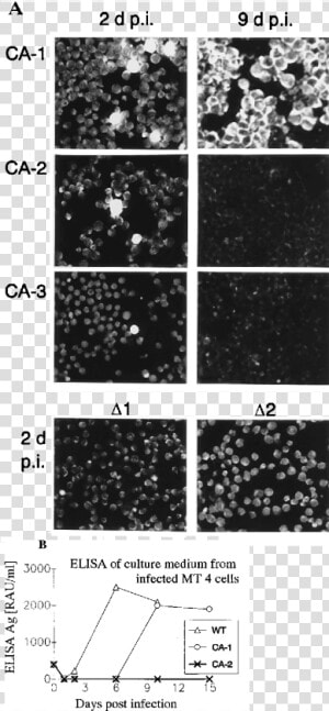 Infectivity Of Mutant Virus Particles   Monochrome  HD Png Download