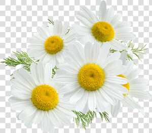 Chamomile Png  Transparent Png