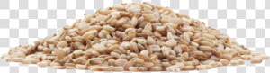 Sesame Seeds Png Image   Transparent Sesame Seeds Png  Png Download