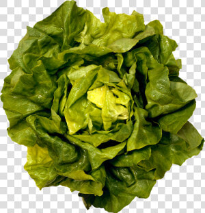 Green Salad Png Image   Boston Butter Lettuce  Transparent Png