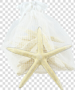 Starfish Pack 10 White Finger Starfish  HD Png Download