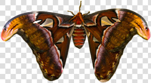 Animal  Butterfly  Insect  Atlas Moth  Atlas Butterfly   Butterfly  HD Png Download