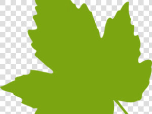 Maple Leaf Clipart Dry Leaf   Clip Art Grape Leaves  HD Png Download