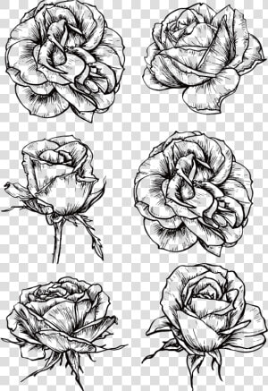 Graphic Rose Flower Black And White Roses Transprent   Tattoo Bloomed Rose Drawing  HD Png Download