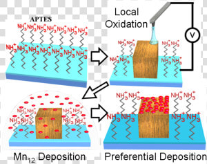 Mn12 Deposition Procedure   Deposition  HD Png Download