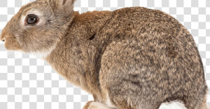 Black Tailed Jackrabbit Png  Transparent Png