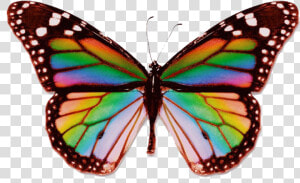  butterfly  rainbow  aesthetic  trippy  edit  psychedelic   Real Rainbow Butterfly  HD Png Download