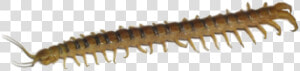 Millipedes  HD Png Download