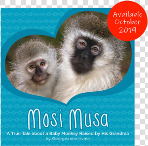 Mosi Musa  A True Tale About A Baby Monkey Raised By  HD Png Download