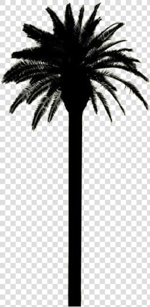 Tall Palm Tree Png   Date Palm  Transparent Png