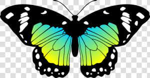 Moves Clipart Real Butterfly Pencil And In Color Moves   Butterfly Black And Pink  HD Png Download