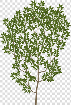 Tree Branch Leaf Texture Mapping Uv Mapping   Tree Leaves Texture Png  Transparent Png