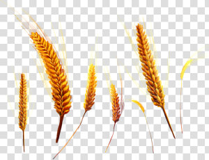 Wheat   Колосья Пнг  HD Png Download