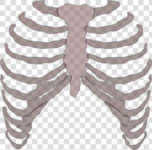 Ribcage Image Transparent  HD Png Download