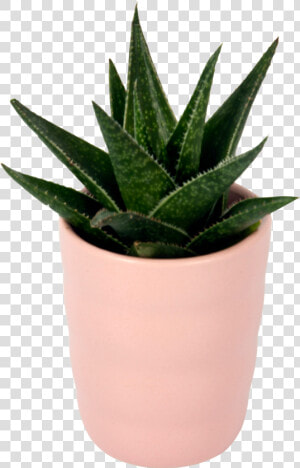 Flowerpot  HD Png Download