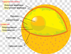 Transparent Human Cell Png   Cell Nucleus  Png Download