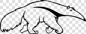 Cats Vector Cat Outline   Anteater Black And White  HD Png Download