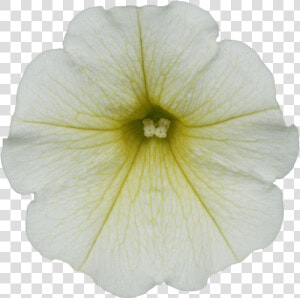 White Petunia Transparent  HD Png Download