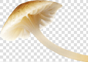 Free Png Download Mushroom Png Images Background Png   Mushroom Png  Transparent Png