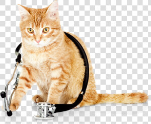 Cat Vet Png Transparent Cat Vet Images   Cat Vet  Png Download