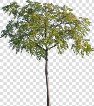 Arbre Cut Out Png  Transparent Png