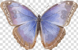 Morpho Helenor   Menelaus Blue Morpho  HD Png Download