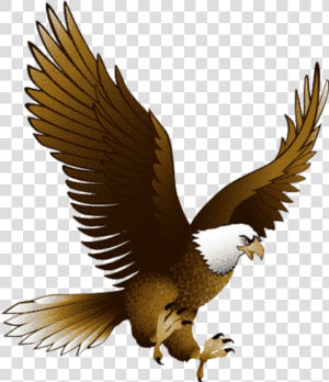  aquila   Eagle Bird Clipart  HD Png Download