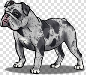 Drawn Bulldog Olde English Bulldogge   Olde English Bulldogge  HD Png Download