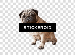 Cute Pug Dog Sitting For Apple Ipad Mini  Ipad Mini   Pug Dog Png  Transparent Png